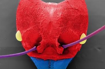 Scanning electron microscope image of ant head, colored red 和 blue